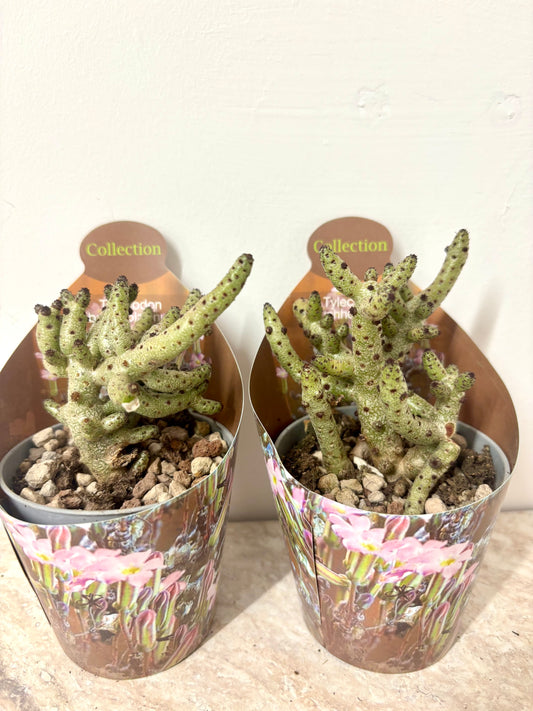 Tylecodon Bucholzianus