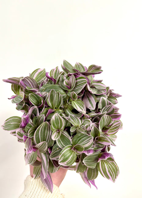 Tradescantia Sweetness