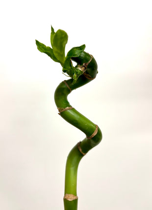 Dracaena Lucky Bamboo