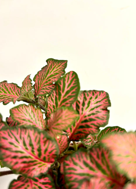 Fittonia - Red