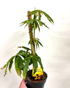 Anthurium Polyschistum