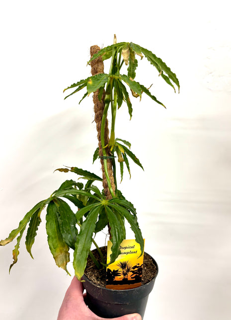 Anthurium Polyschistum