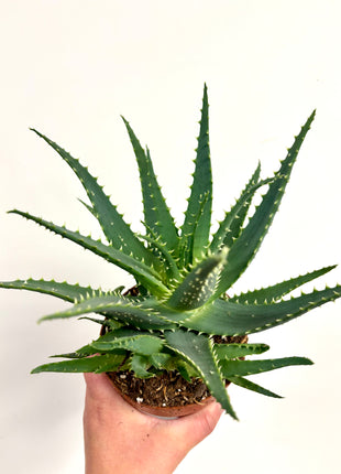 Aloe Arborescens