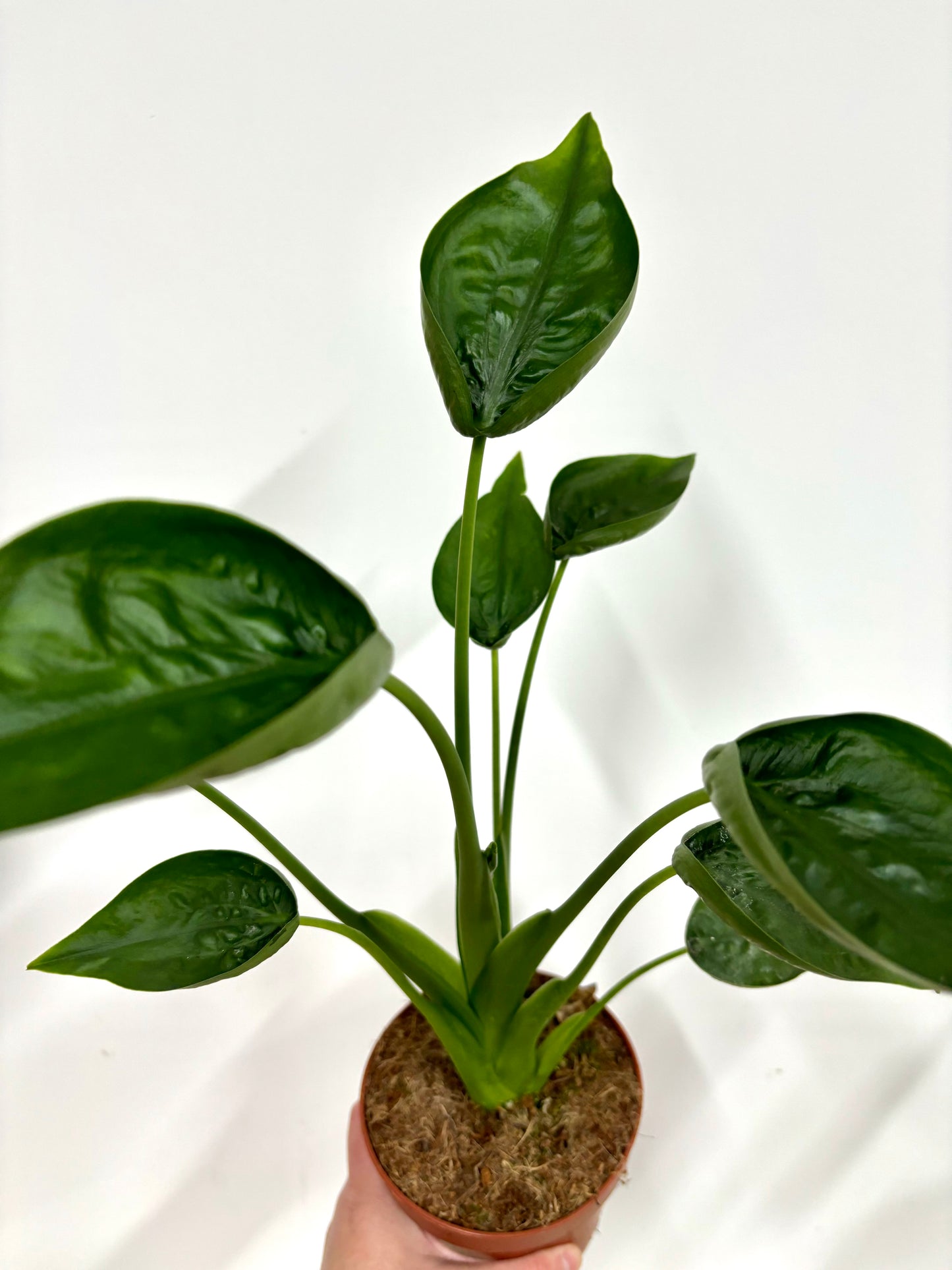 Alocasia Tiny Dancer