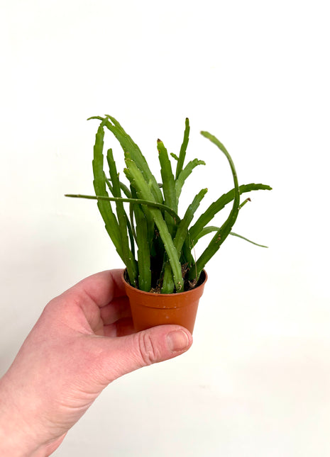 Lepismium  Bolivianum