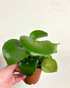 Peperomia Raindrop