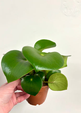 Peperomia Raindrop