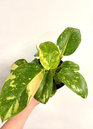 Philodendron Congo Variegata (possibly Green Congo Nuclear)