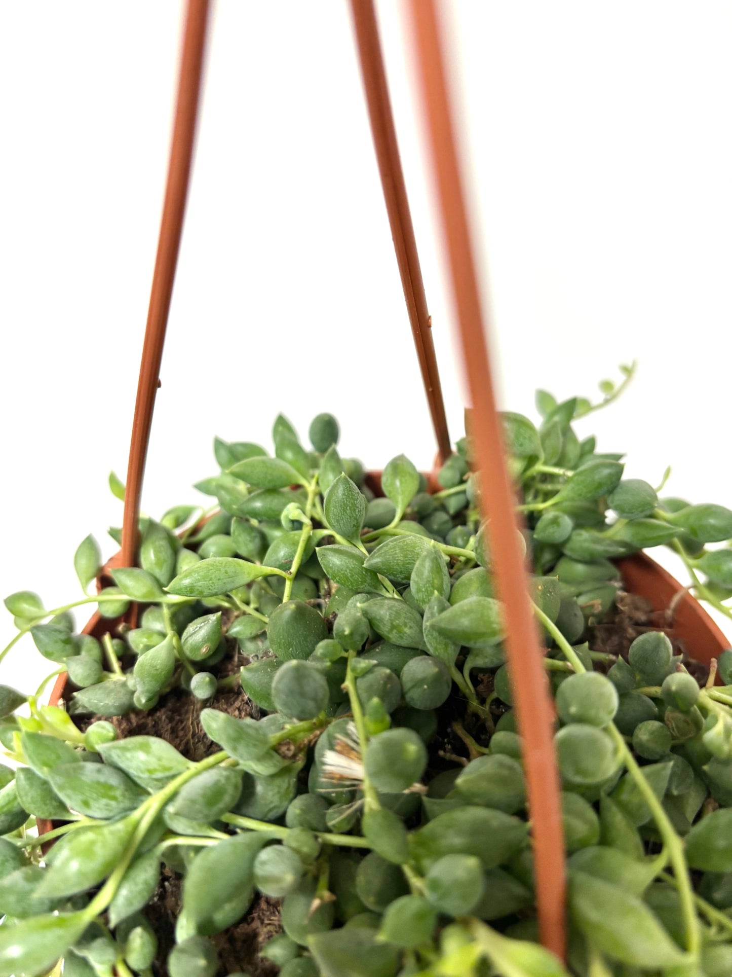 Senecio Herreianus/Tears