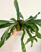 Platycerium / Staghorn Fern
