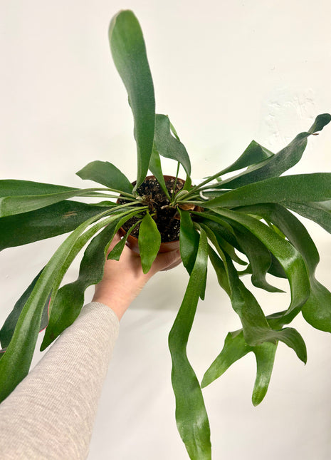 Platycerium / Staghorn Fern