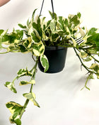Epipremnum Njoy
