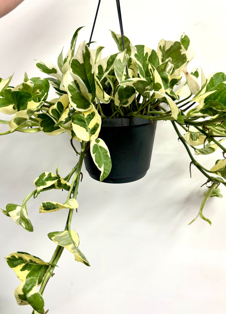 Epipremnum Njoy