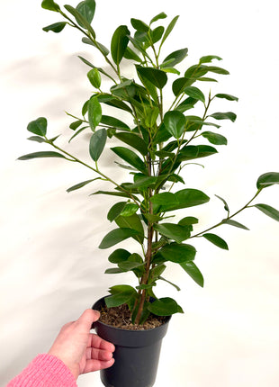 Ficus Moclame