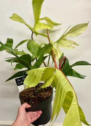 Philodendron Florida Ghost