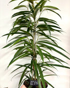 Ficus Bin Alii