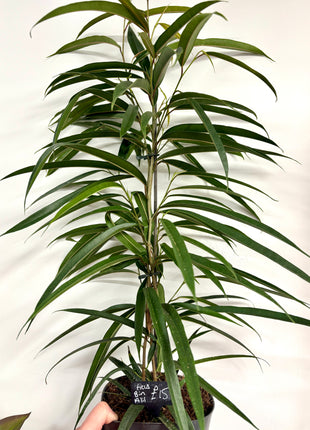 Ficus Bin Alii