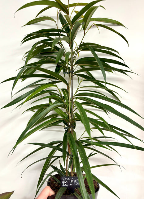 Ficus Bin Alii