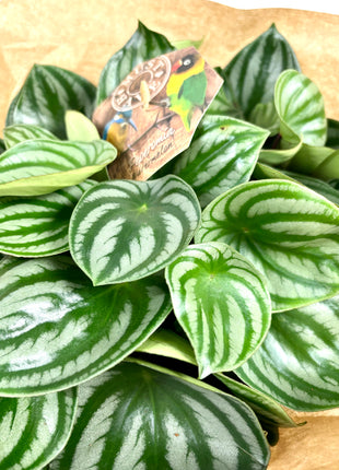 Peperomia Watermelon