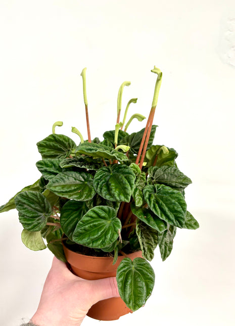 Peperomia Lilian