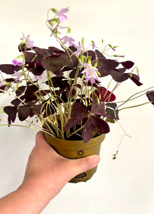 Oxalis triangular