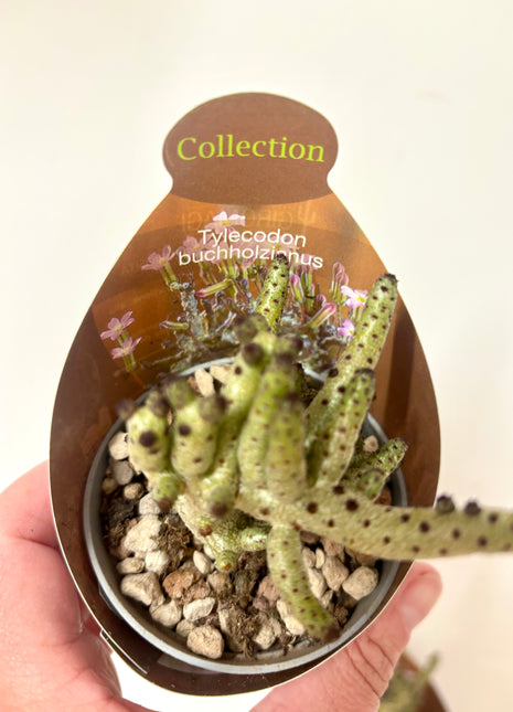 Tylecodon Bucholzianus