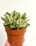 Crass moneymaker Variegata
