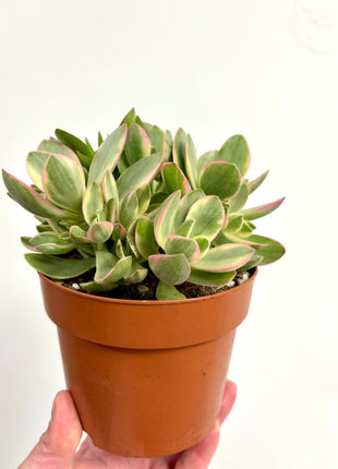 Crass moneymaker Variegata