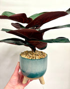 Faux Ficus