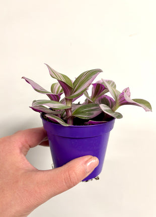 Tradescantia Nanouk