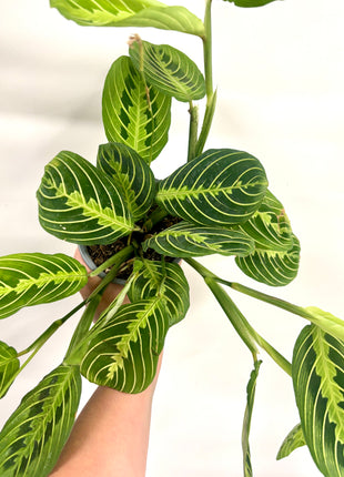 Maranta Lemon/Lime