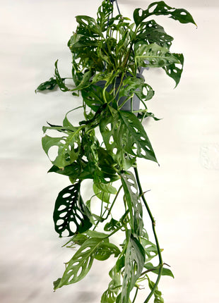 Monstera Adansonii