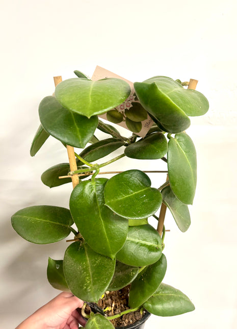 Hoya Calycina Stargazer