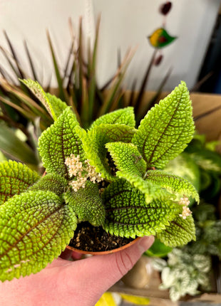 9cm mixed random plants