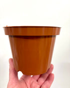 Nursery re-potting pot 12cm