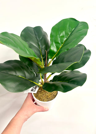 Faux Fiddle Fig