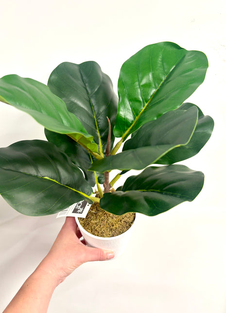 Faux Fiddle Fig