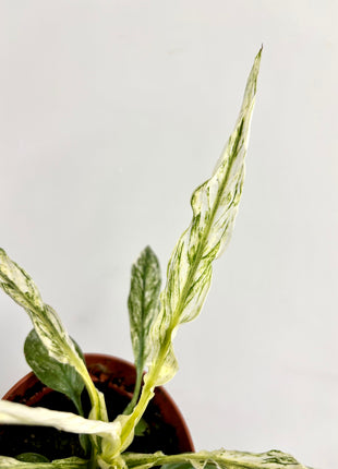 Spathiphyllum ‘sensation’ variegated