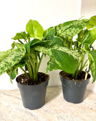 Syngonium Mottled