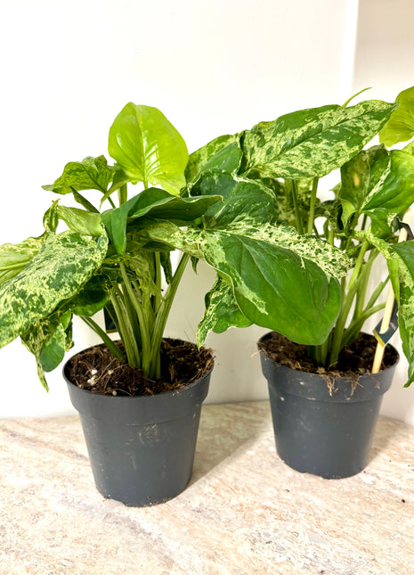 Syngonium Mottled