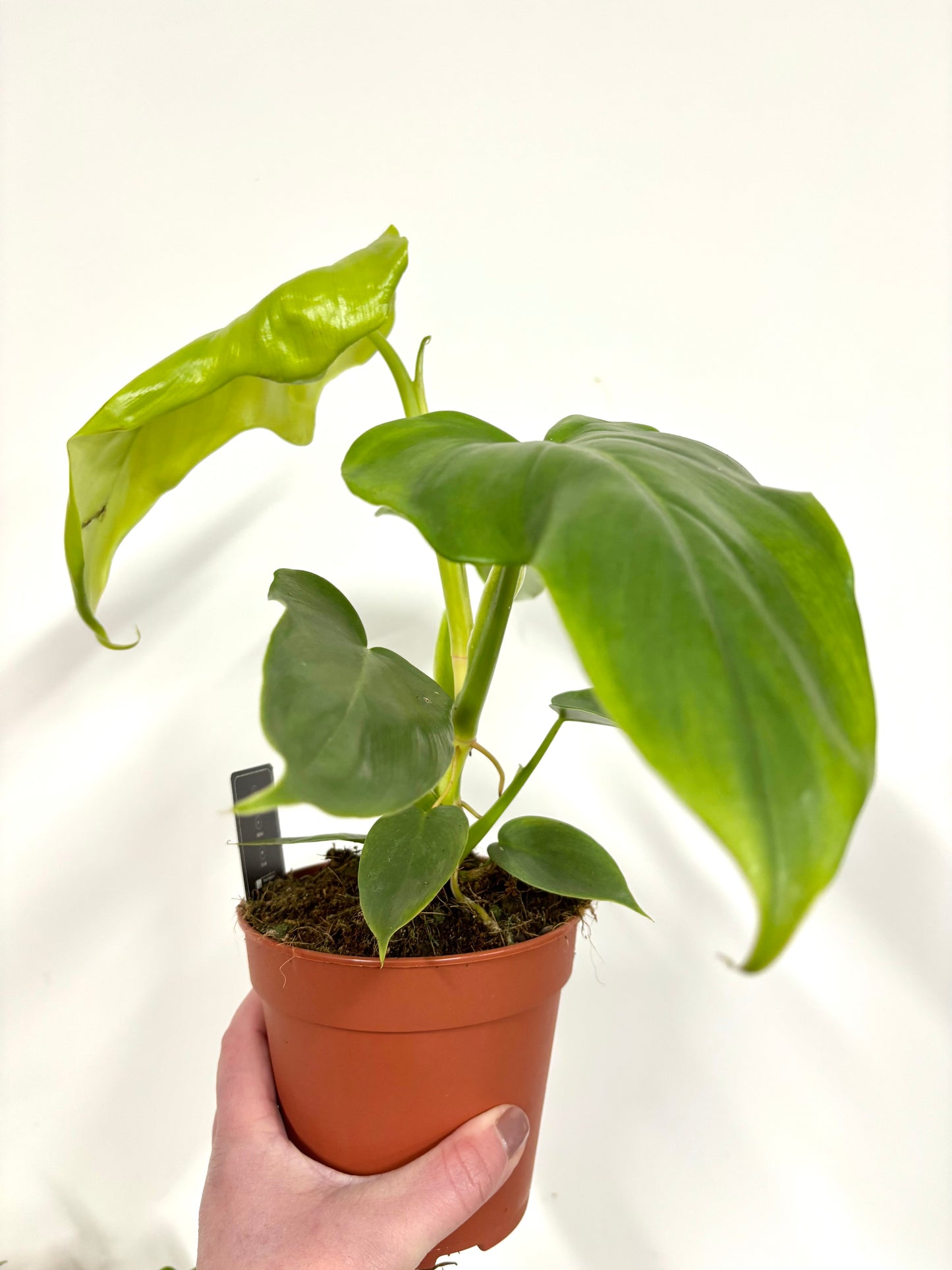 Philodendron Golden Violin