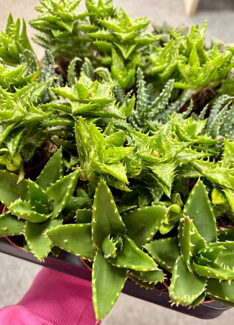 Aloe varieties