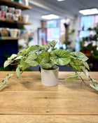 Faux variegated arrow plant