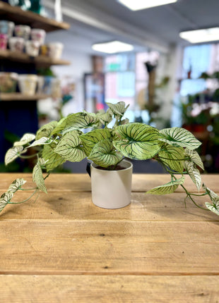 Faux variegated arrow plant
