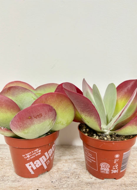 Kalanchoe Thyrsiflora