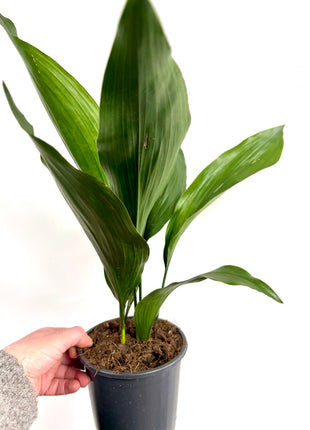 Aspidistra Elatior