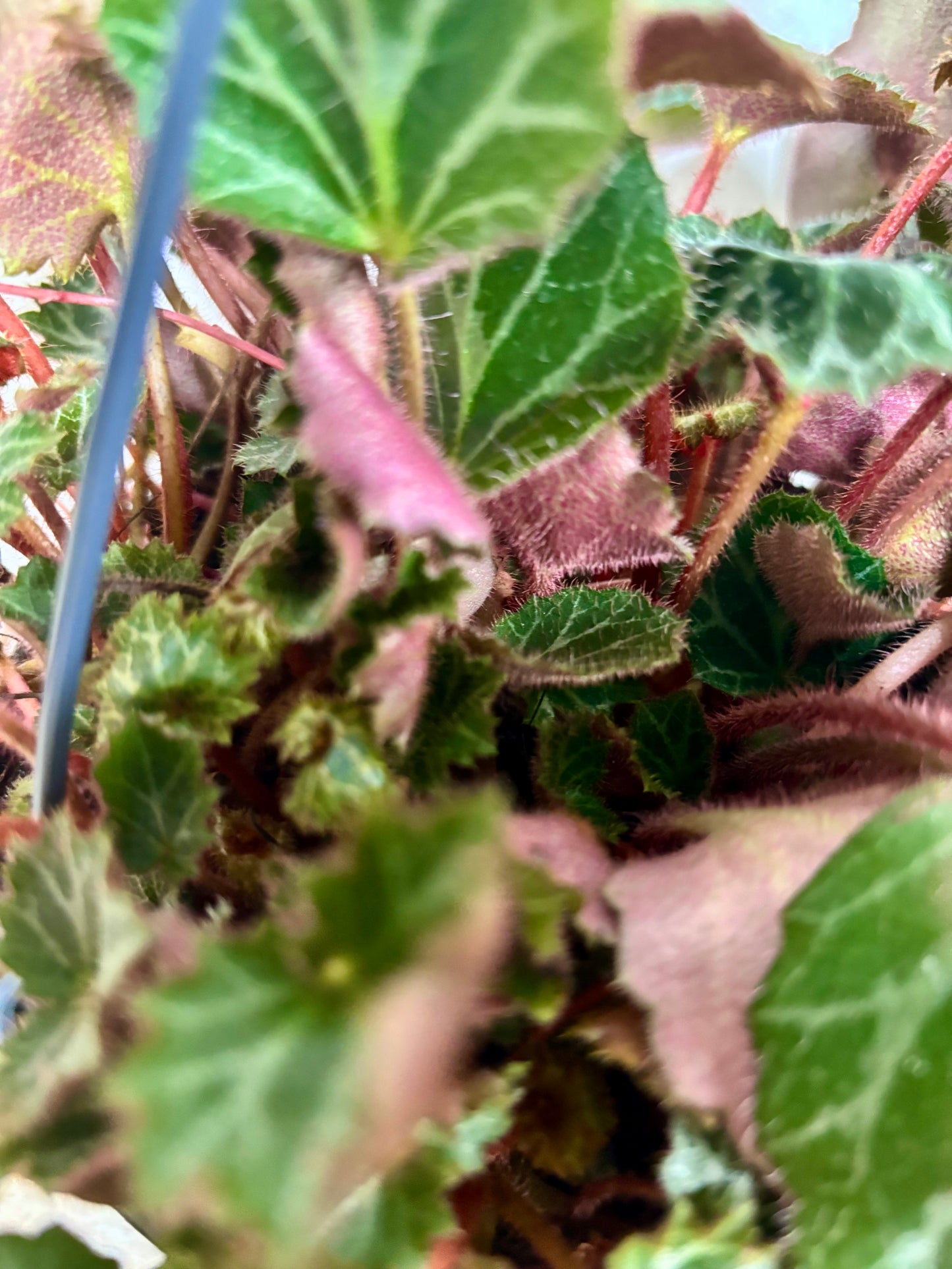 Saxifrage/Strawberry Begonia