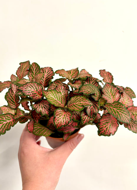 Fittonia - Red