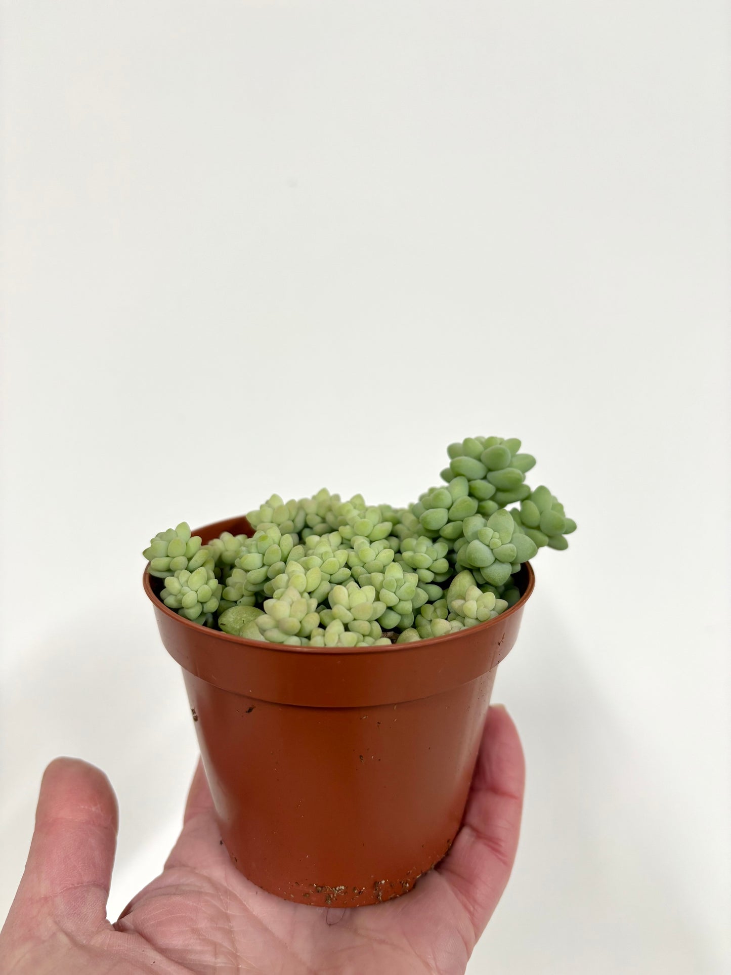 Sedum Burrito