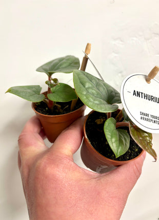 Anthurium Luxurians